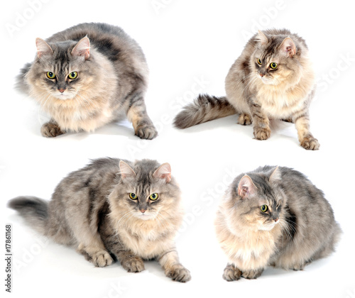 Fototapeta Naklejka Na Ścianę i Meble -  Fluffy cute cat