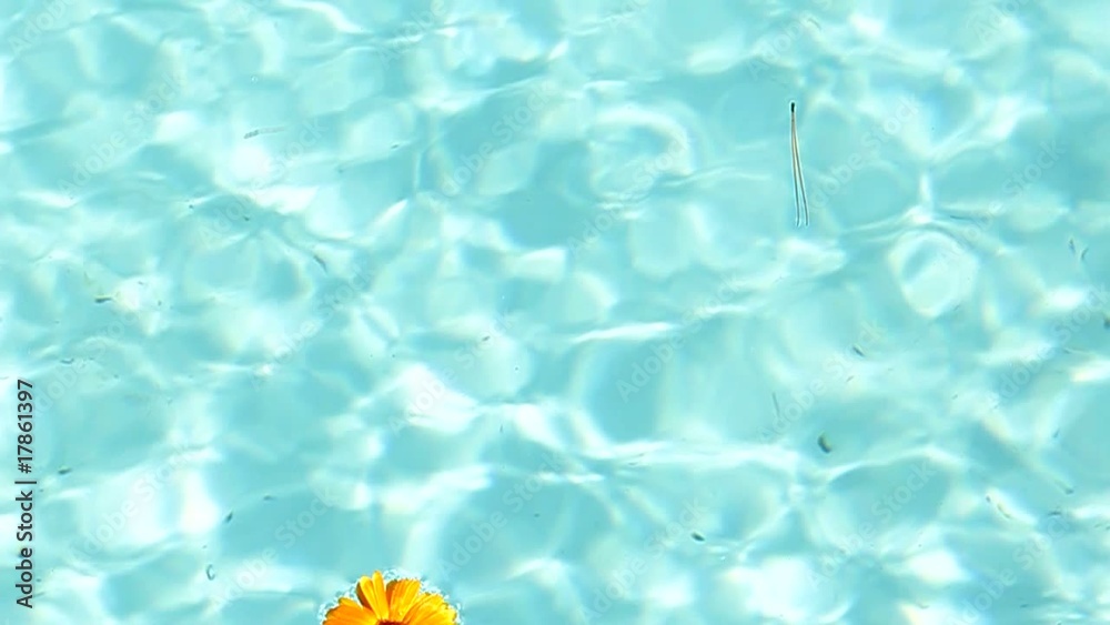 Fleur sur l'eau