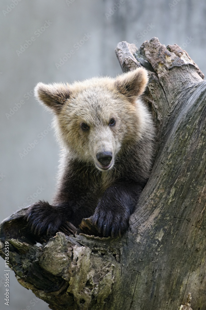 Obraz premium Grizzly bear on a tree