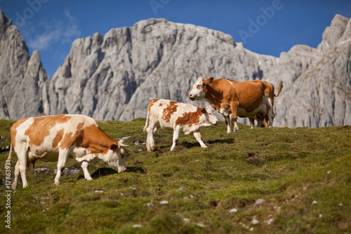 cows browsing on mountain pasture