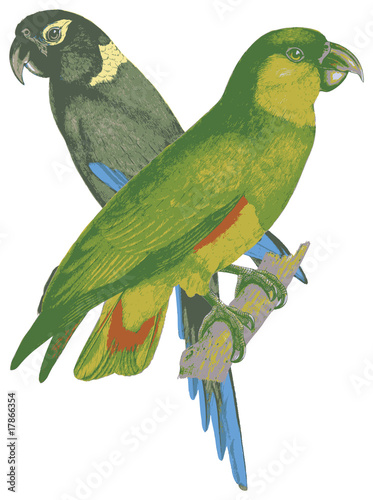 Two love birds.