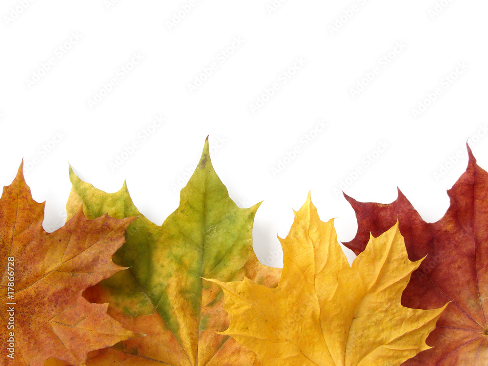 Fototapeta premium autumnal design element