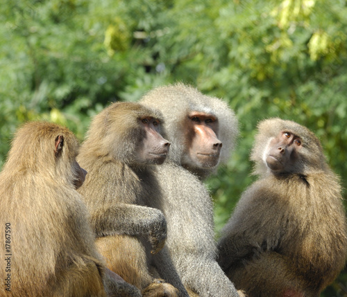 Hamadryas Baboons (captive)