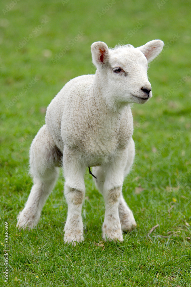 Young spring lamb on unsteady legs Young spring lamb on unsteady legs