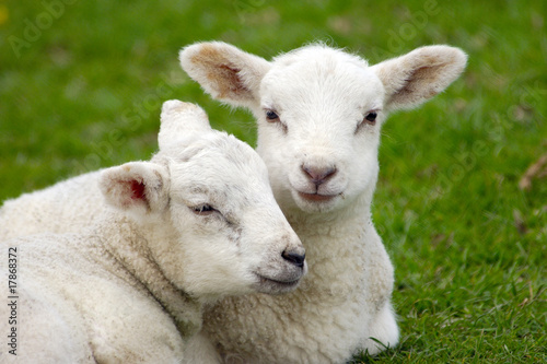 Two spring lambs laying closely together