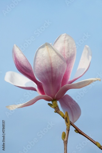Magnolia flower against blue sky