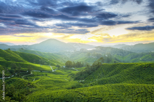 Tea Plantations.