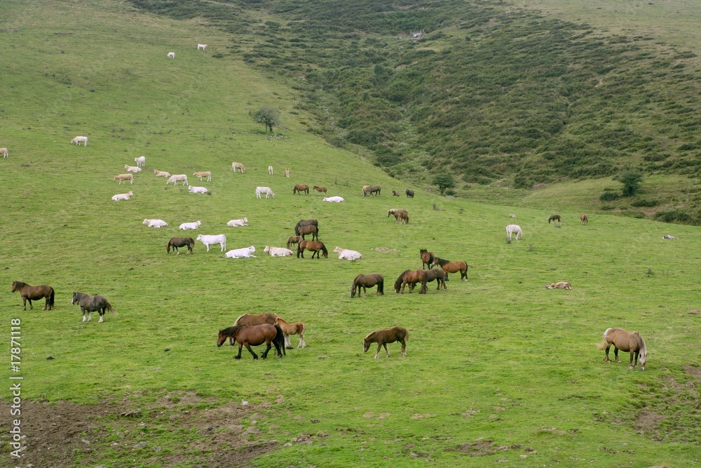 Naklejka premium Horse landscape in green meadow Pyrenees
