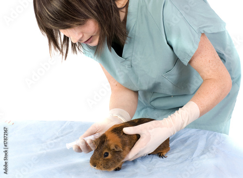 vétérinaire qui soigne un cobaye photo