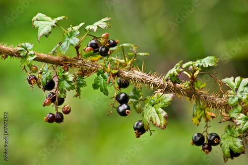 Black Currants