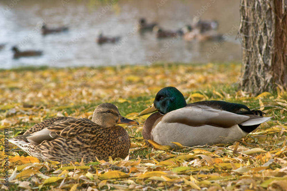 Resting Mallards Resting Mallards