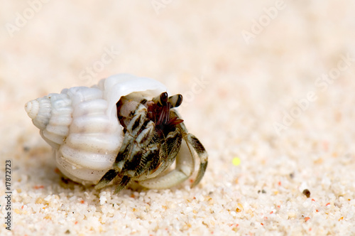 Photo hermit crab on a sandy beach