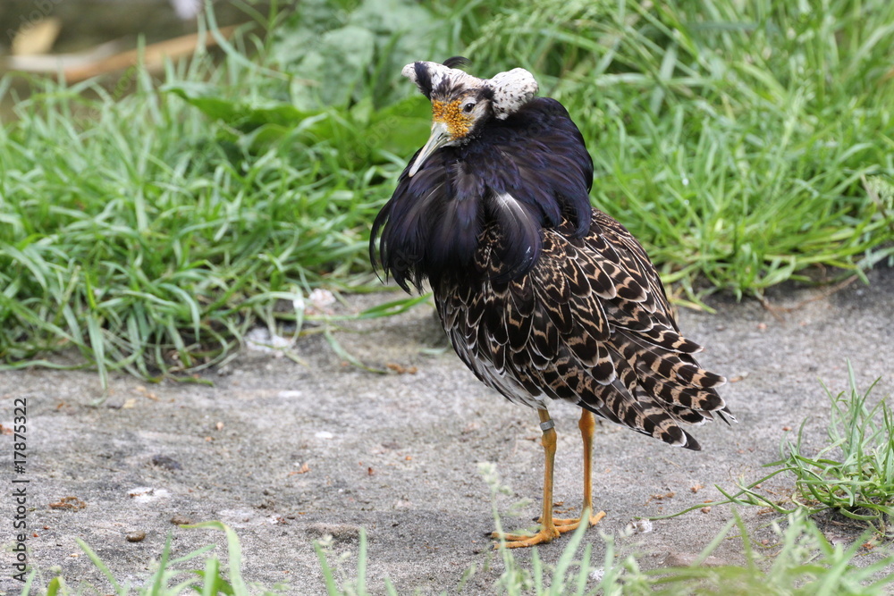 Kampfläufer