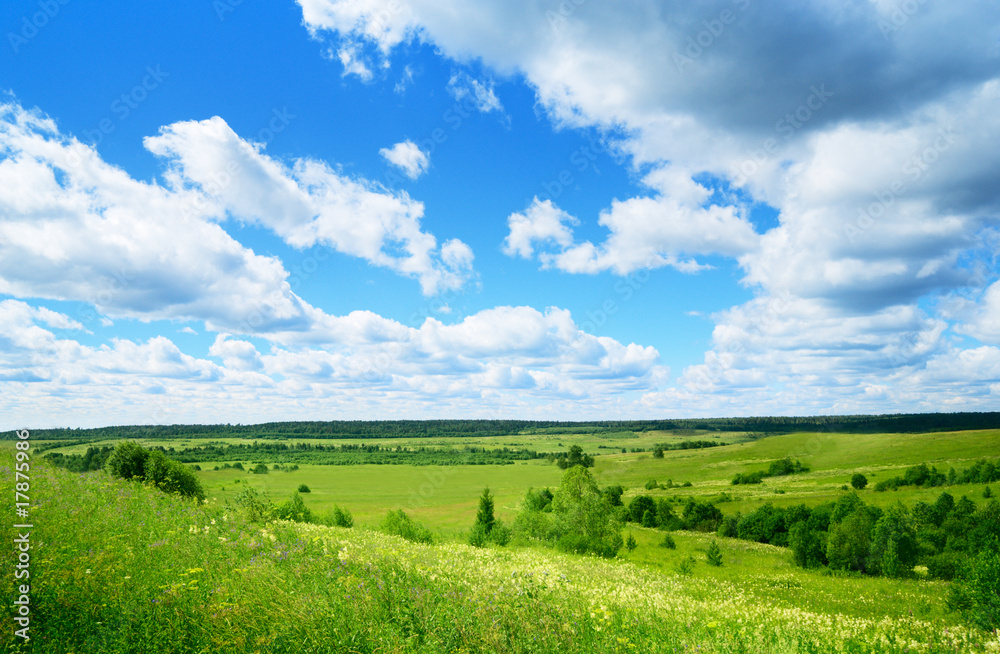 field of summer flowers and trees field of summer flowers and trees