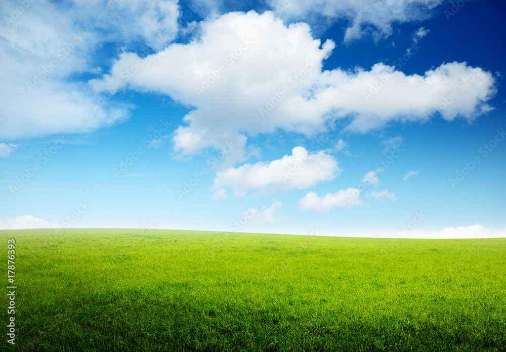 spring field of grass and perfect sky