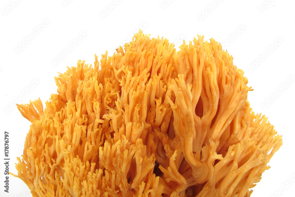 Coral mushroom Ramaria flava Changle on white