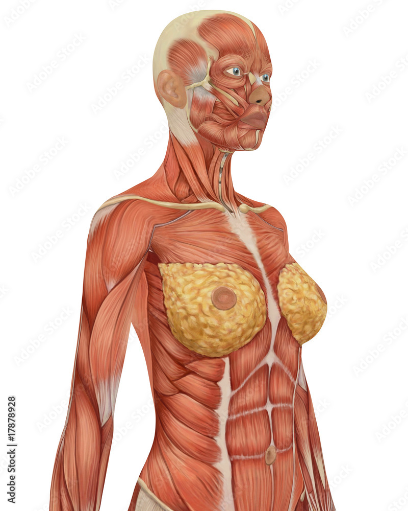 Female muscular Anatomy Upper Body Side View Stock Illustration | Adobe  Stock