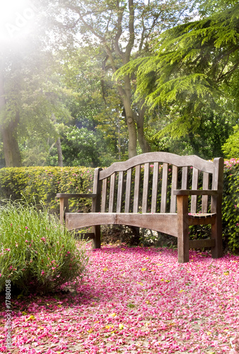 Park Bench Bathed in Sun Rays With Pink Blossom