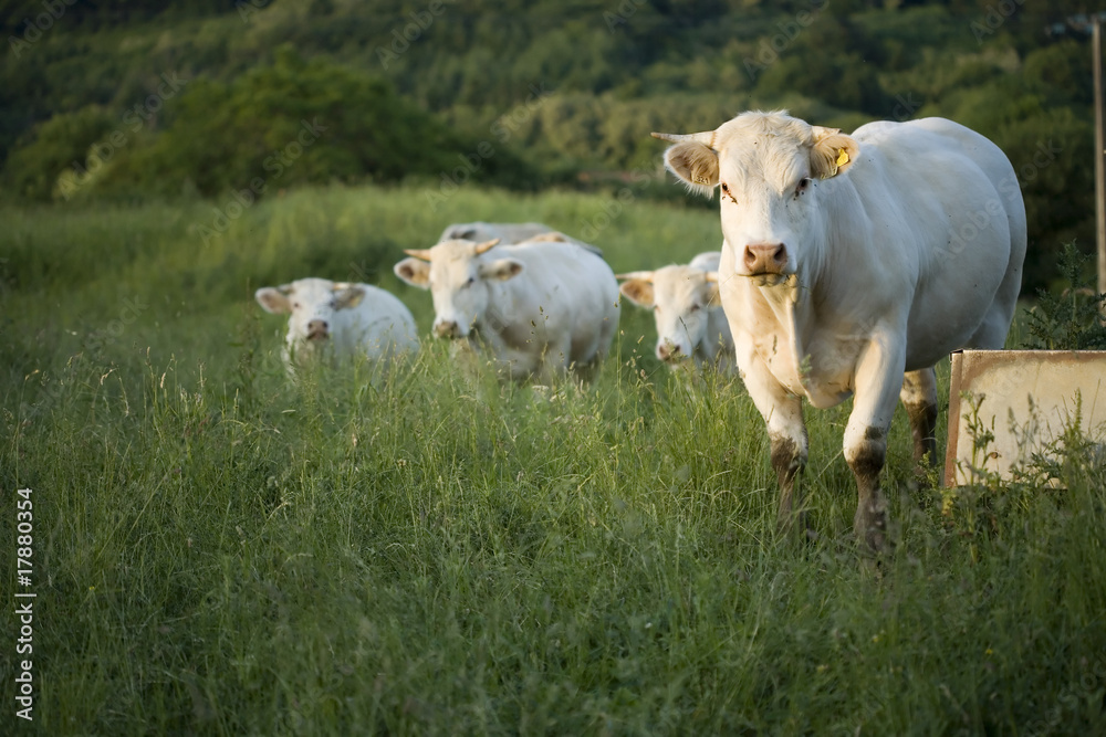 Fototapeta premium Taurillons