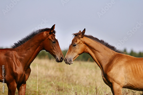 two foals playing