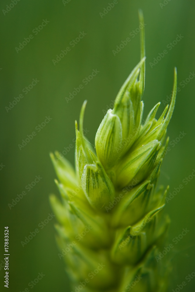 Obraz premium Roggenähre