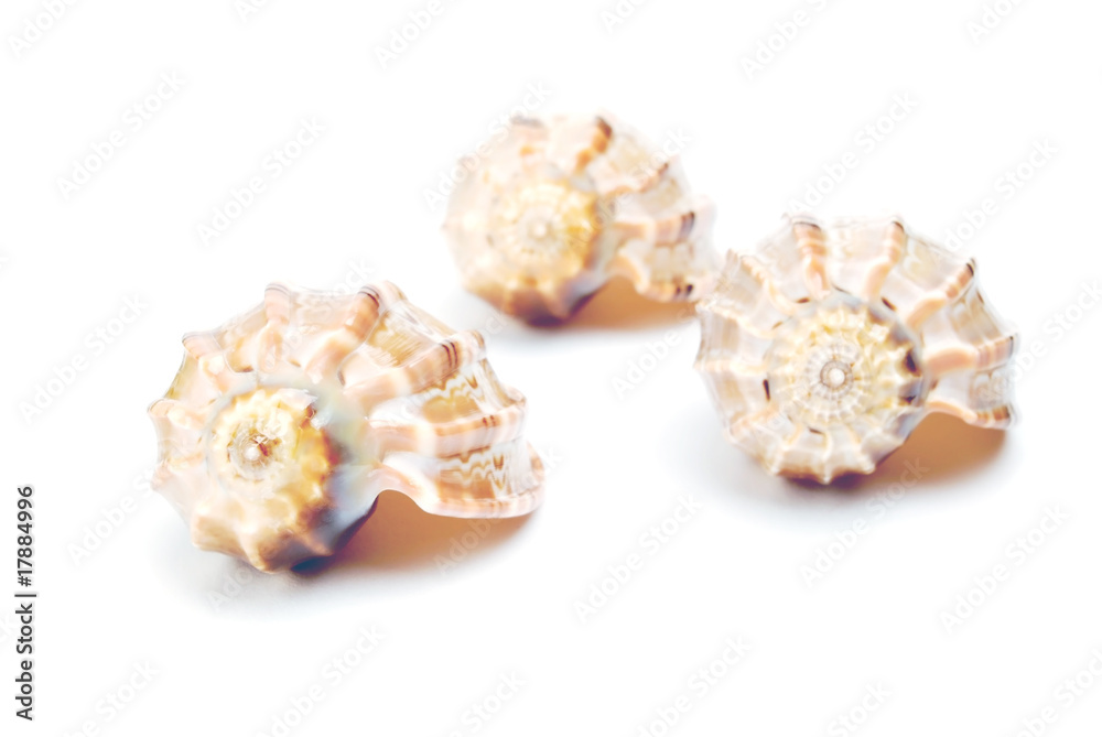shell shell