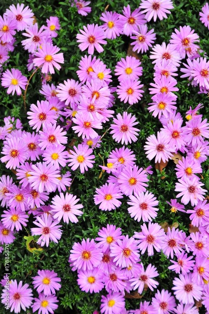Blumen Blumen
