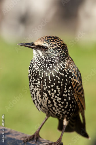 Common Starling, Sturnus vulgaris