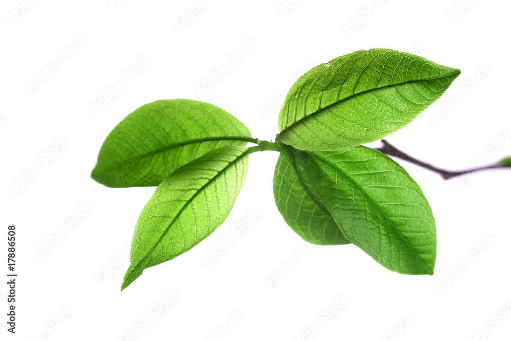 leaves isolated on white leaves isolated on white