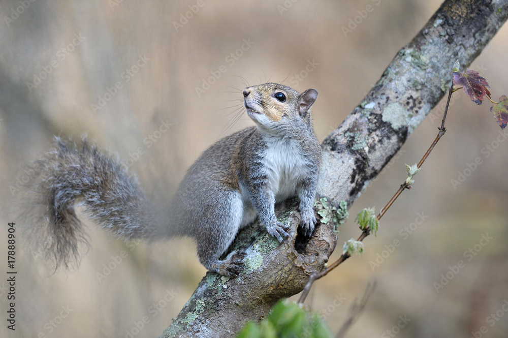 squirrel écureuil florida