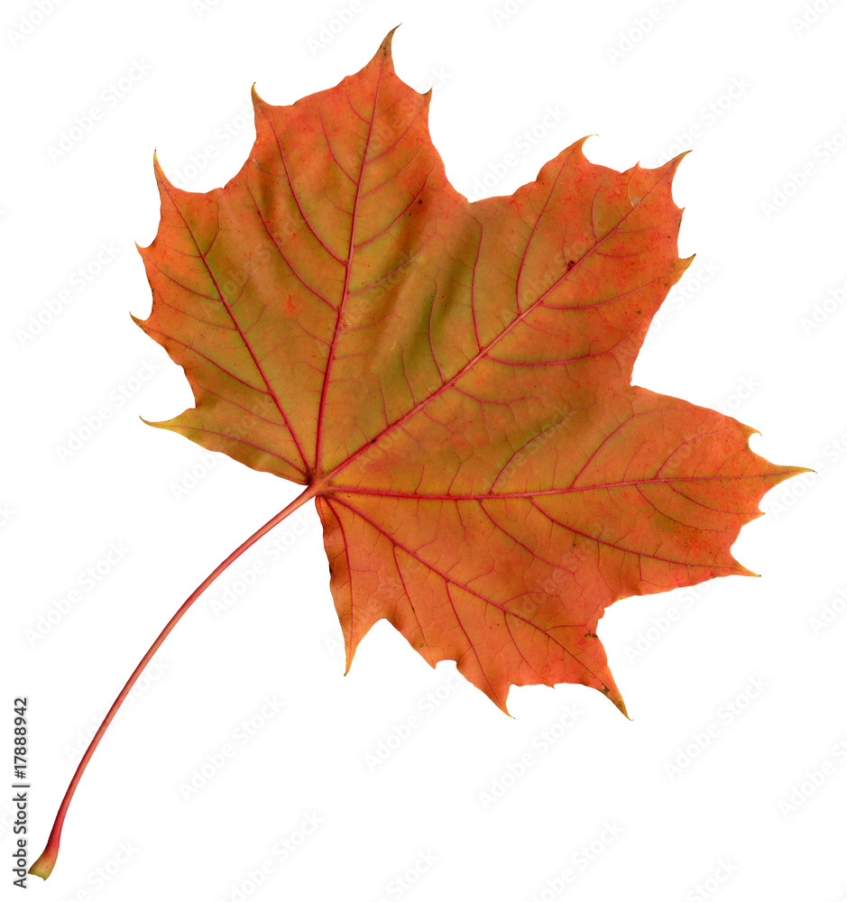 Obraz premium Herbstlaub