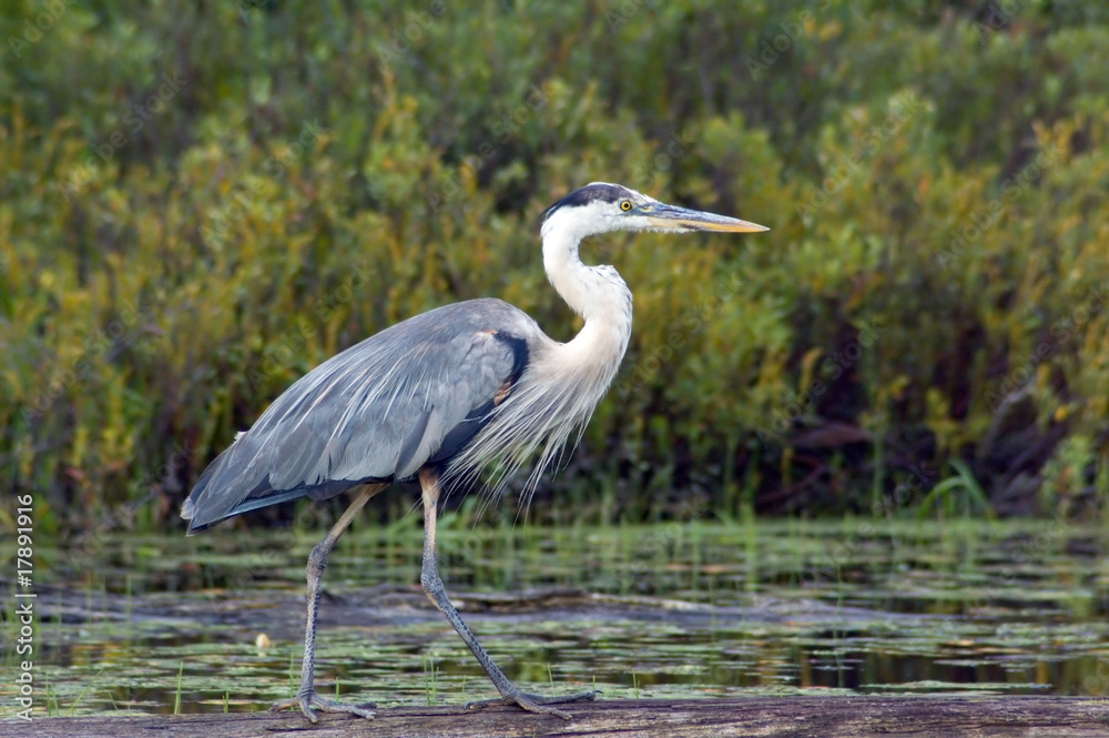 heron heron