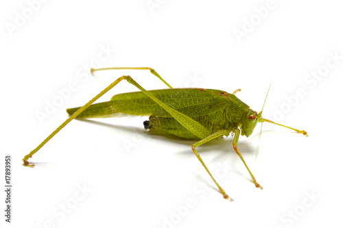 Grasshopper Closeup on White Background photo