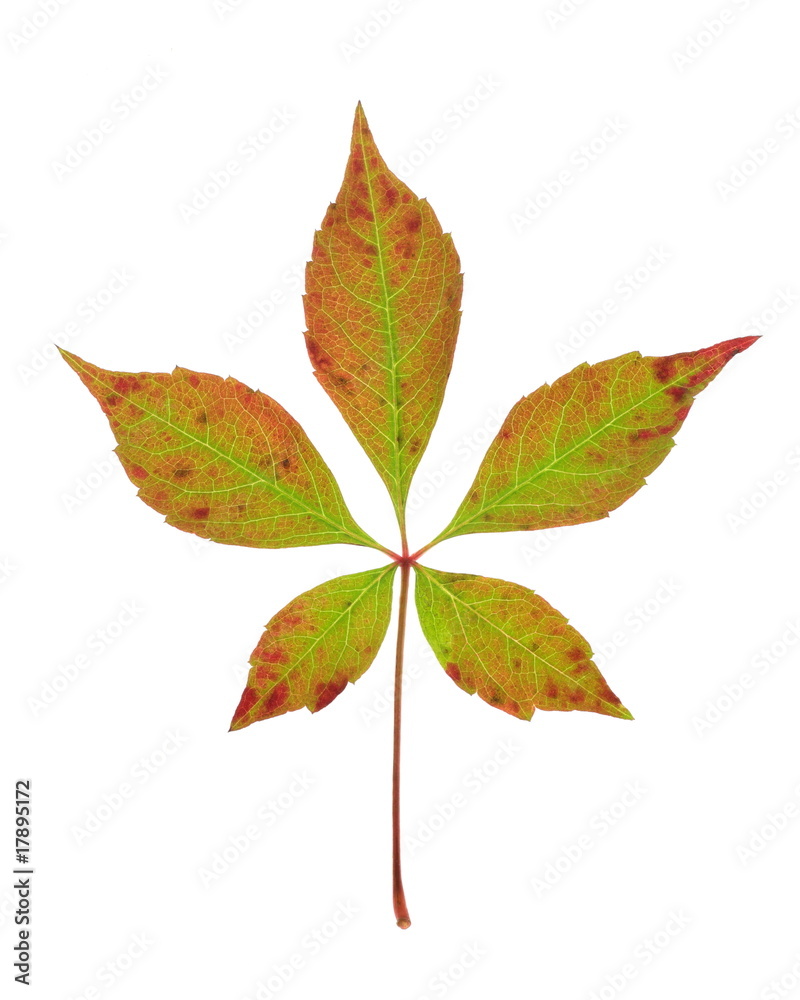 Parthenocissus quinquefolia Parthenocissus quinquefolia