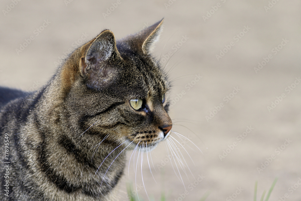 Fototapeta premium Katze