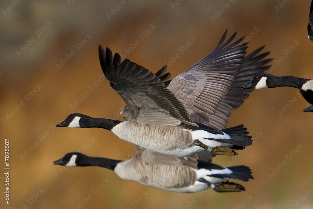 Obraz premium Banded Geese in Flight