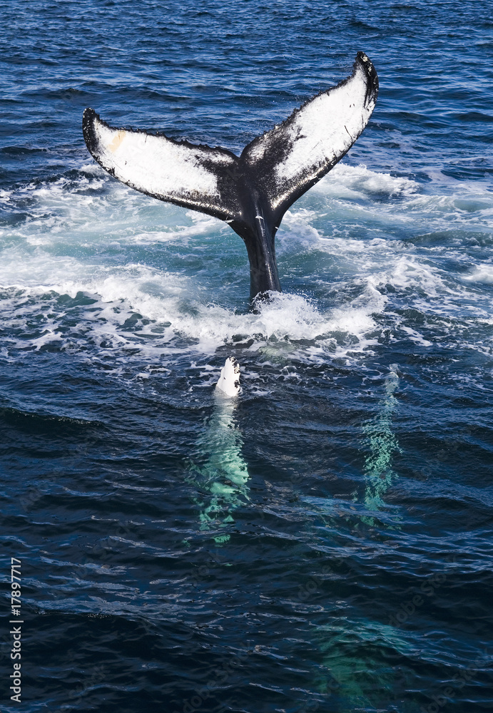 Fototapeta premium Whale tail.