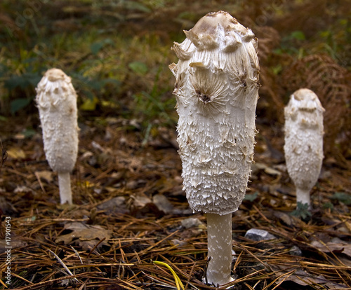 Shaggy ink cap mushrooms