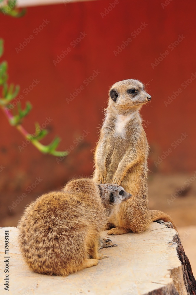Fototapeta premium Erdmännchen