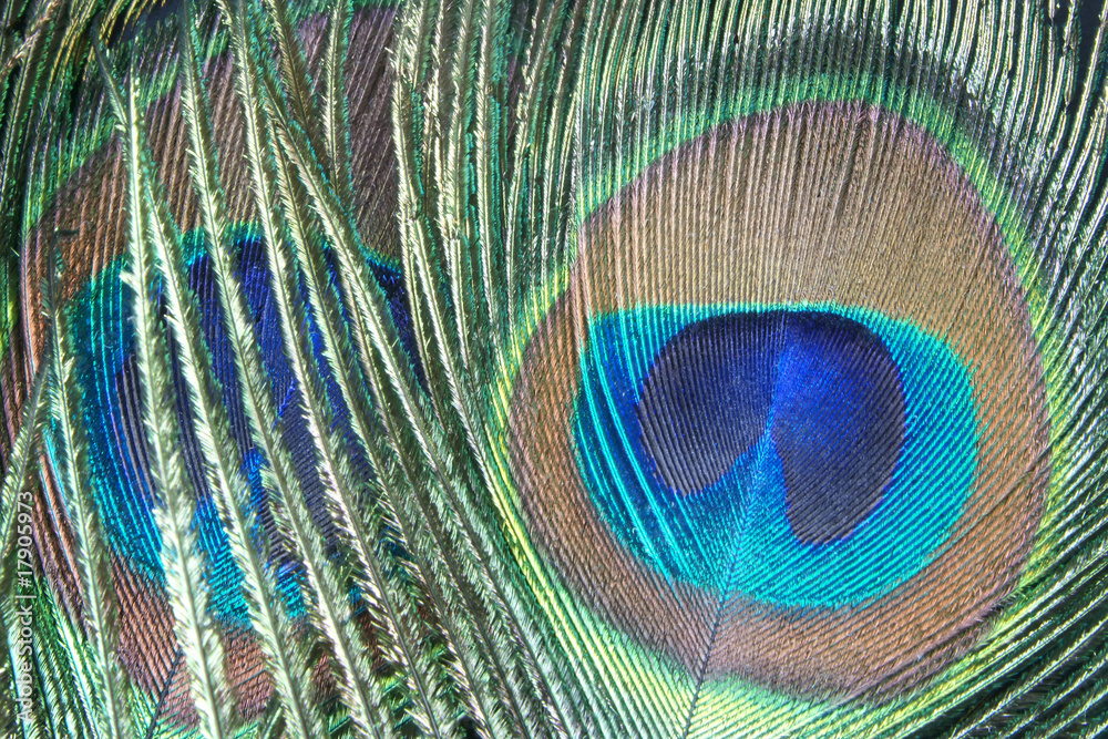 Obraz premium Peacock feather