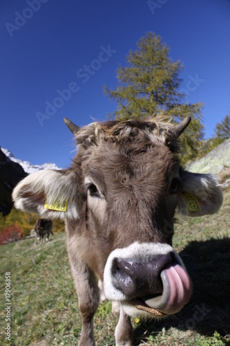 cow tongue © Dominic Steinmann