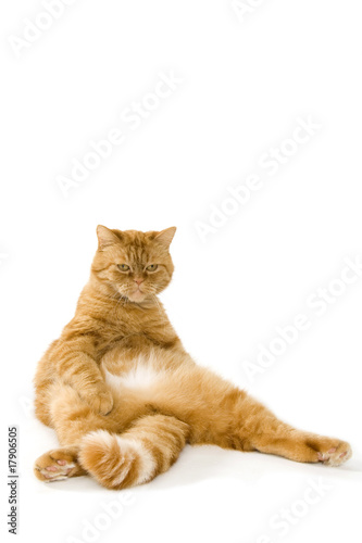 lazy red cat is relaxing