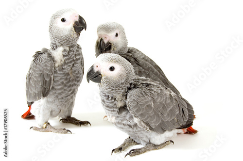 3 baby parrots isolated on white