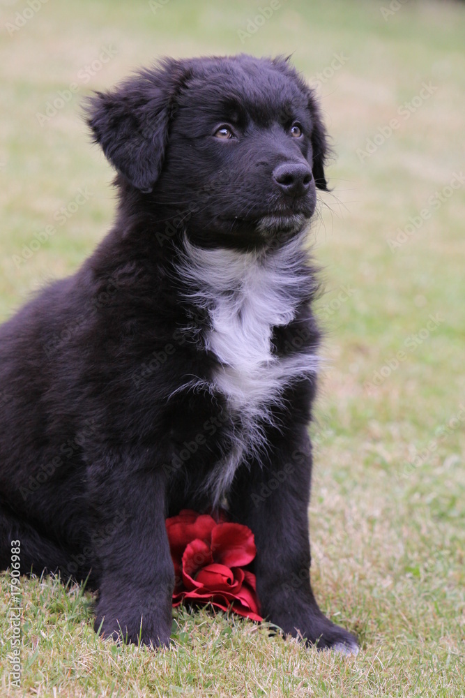 Fototapeta premium Mischlingswelpe mit roter Blume