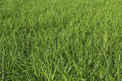 Beautiful grass field texture