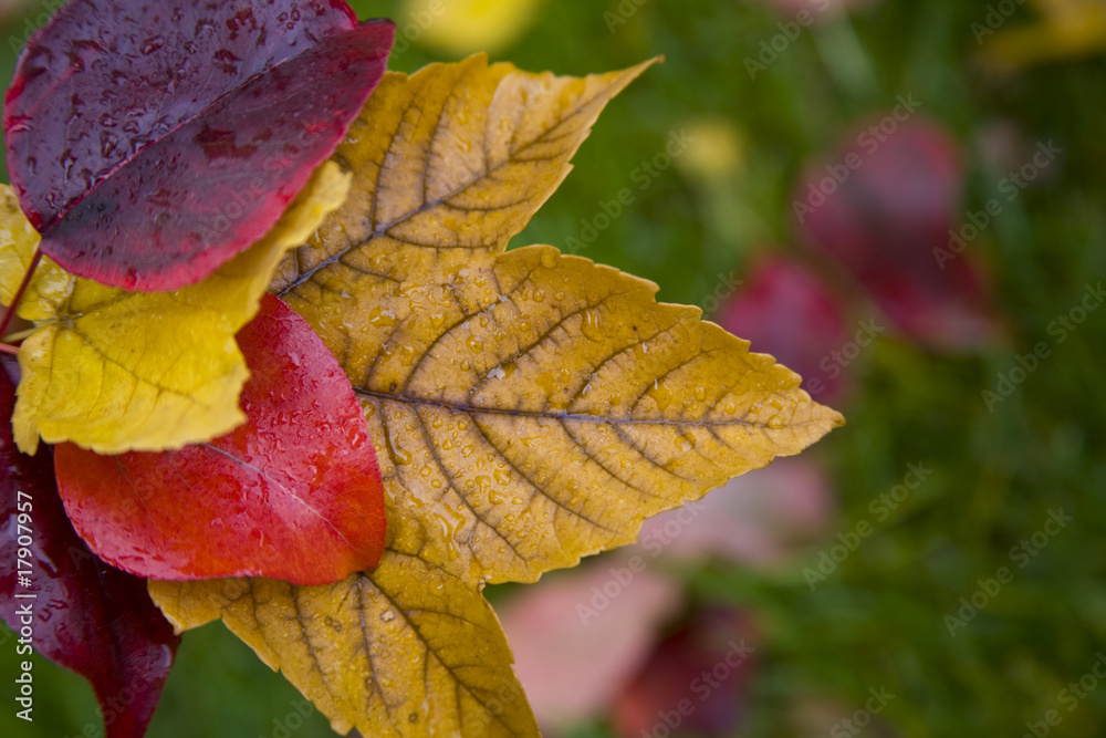 Obraz premium Autumn Leaves
