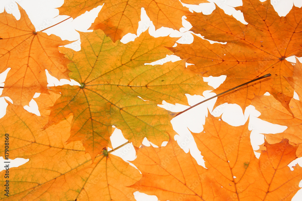 red autumn leafs as background red autumn leafs as background