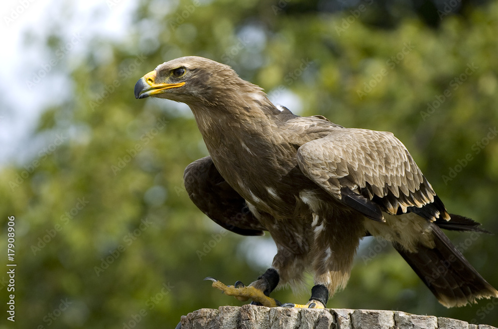 Fototapeta premium Steinadler