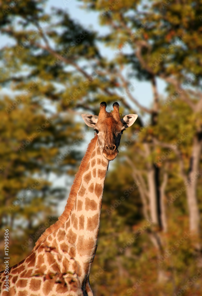 Obraz premium Giraffe head
