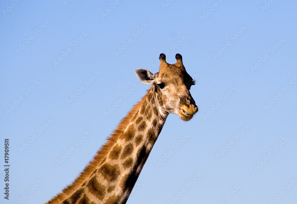 Giraffa close up